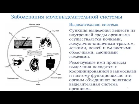 Заболевания мочевыделительной системы Выделительная система Функция выделения веществ из внутренней