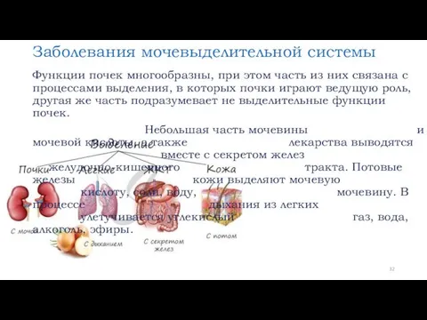 Заболевания мочевыделительной системы Функции почек многообразны, при этом часть из