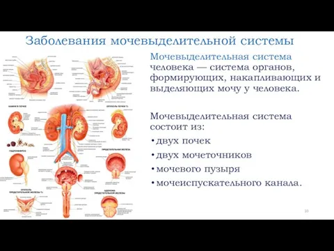 Заболевания мочевыделительной системы Мочевыделительная система человека — система органов, формирующих,