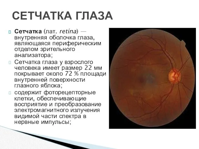 Сетчатка (лат. retína) — внутренняя оболочка глаза, являющаяся периферическим отделом зрительного анализатора; Сетчатка
