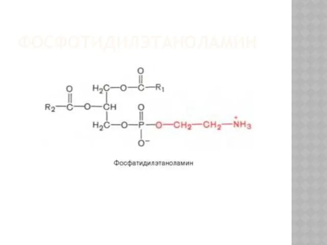 ФОСФОТИДИЛЭТАНОЛАМИН
