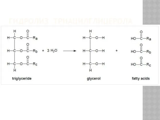 ГИДРОЛИЗ ТРИАЦИЛГЛИЦЕРОЛА