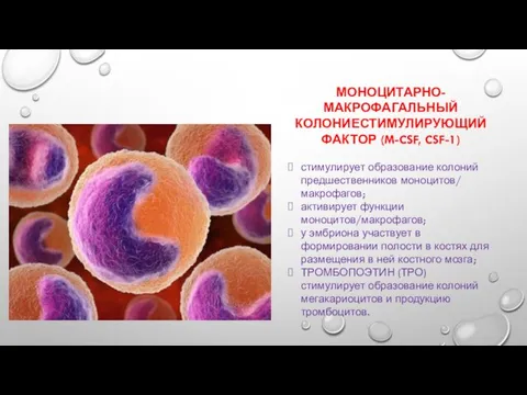 МОНОЦИТАРНО-МАКРОФАГАЛЬНЫЙ КОЛОНИЕСТИМУЛИРУЮЩИЙ ФАКТОР (M-CSF, CSF-1) стимулирует образование колоний предшественников моноцитов/