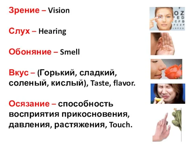 Зрение – Vision Слух – Hearing Обоняние – Smell Вкус