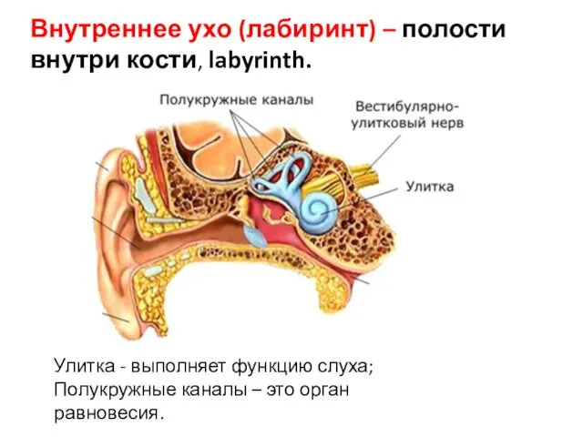 Внутреннее ухо (лабиринт) – полости внутри кости, labyrinth. Улитка -