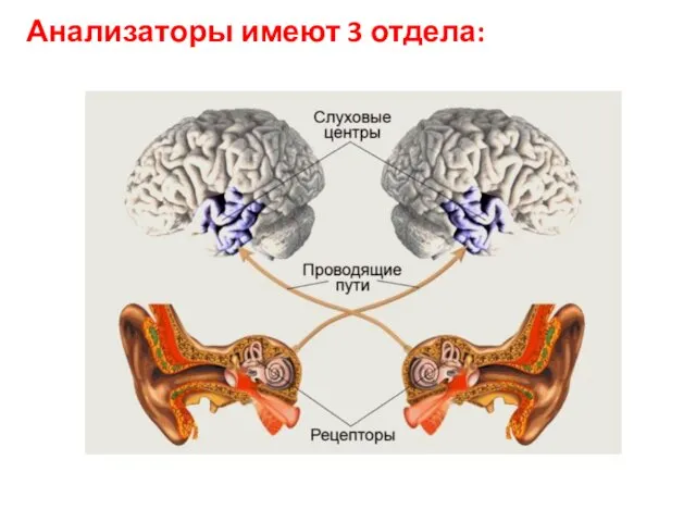 Анализаторы имеют 3 отдела: