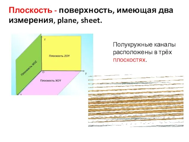 Плоскость - поверхность, имеющая два измерения, plane, sheet. Полукружные каналы расположены в трёх плоскостях.