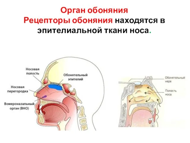 Орган обоняния Рецепторы обоняния находятся в эпителиальной ткани носа.
