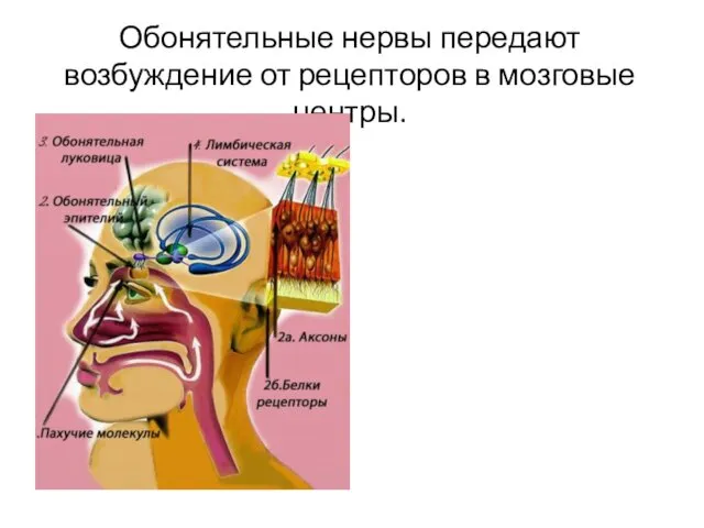 Обонятельные нервы передают возбуждение от рецепторов в мозговые центры.