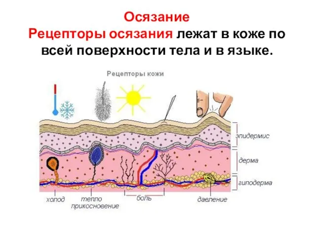 Осязание Рецепторы осязания лежат в коже по всей поверхности тела и в языке.