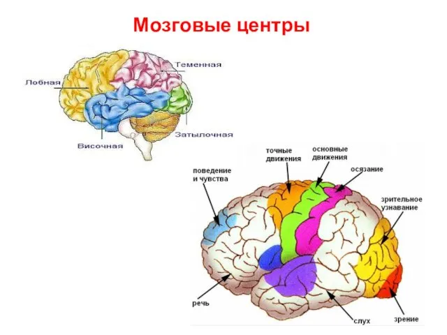 Мозговые центры