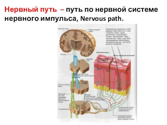 Нервный путь – путь по нервной системе нервного импульса, Nervous path.