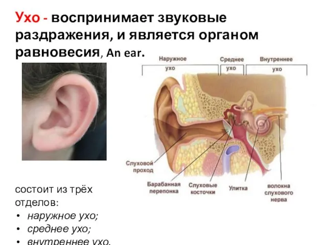 Ухо - воспринимает звуковые раздражения, и является органом равновесия, An