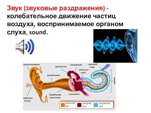 Звук (звуковые раздражения) - колебательное движение частиц воздуха, воспринимаемое органом слуха, sound.