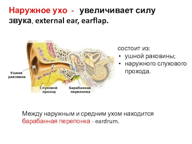 Наружное ухо - увеличивает силу звука, external ear, earflap. состоит