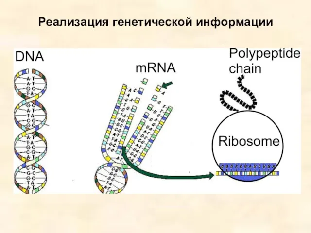 Реализация генетической информации