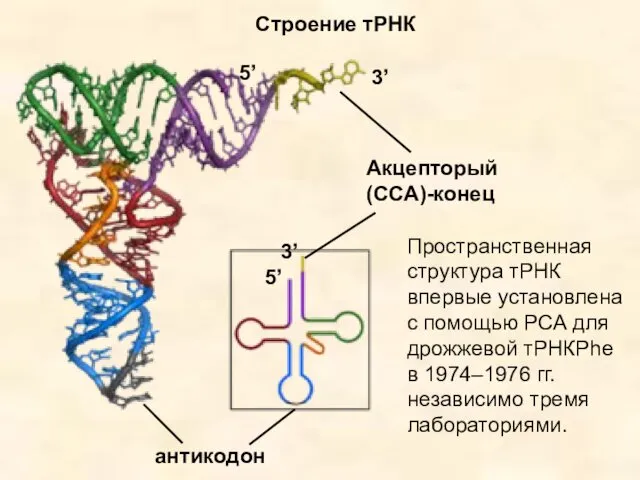 антикодон Акцепторый (ССА)-конец Строение тРНК 3’ 5’ 3’ 5’ Пространственная