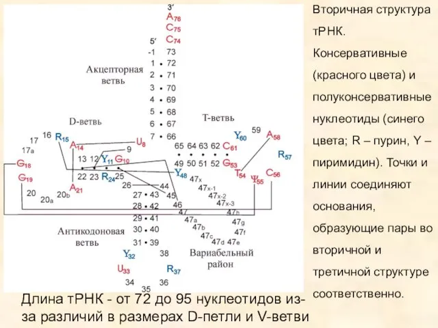 Вторичная структура тРНК. Консервативные (красного цвета) и полуконсервативные нуклеотиды (синего