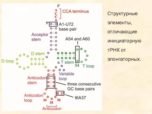 Структурные элементы, отличающие инициаторную тРНК от элонгаторных.