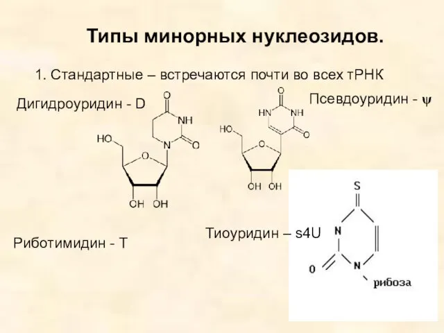 Типы минорных нуклеозидов. 1. Стандартные – встречаются почти во всех