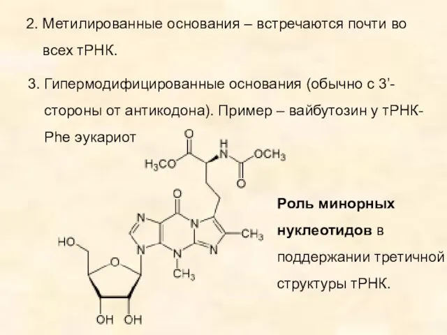 2. Метилированные основания – встречаются почти во всех тРНК. 3.