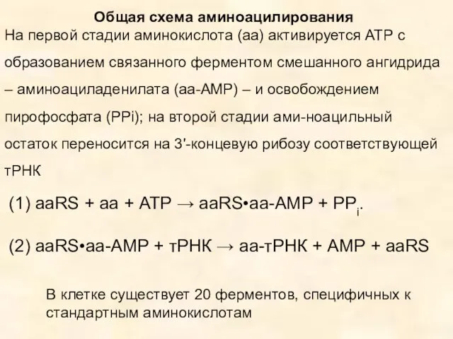 (1) aaRS + аа + АТР → aaRS•аа-АМР + РРi.