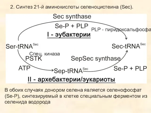 2. Синтез 21-й аминокислоты селеноцистеина (Sec). PLP - пиридоксальфосфат Спец.