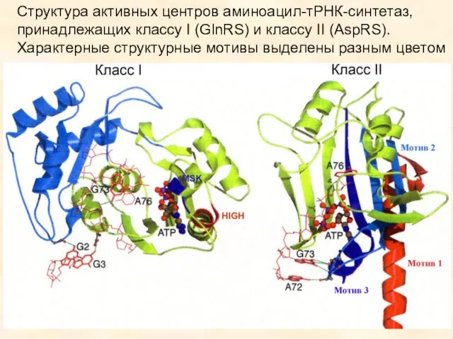 Структура активных центров аминоацил-тРНК-синтетаз, принадлежащих классу I (GlnRS) и классу