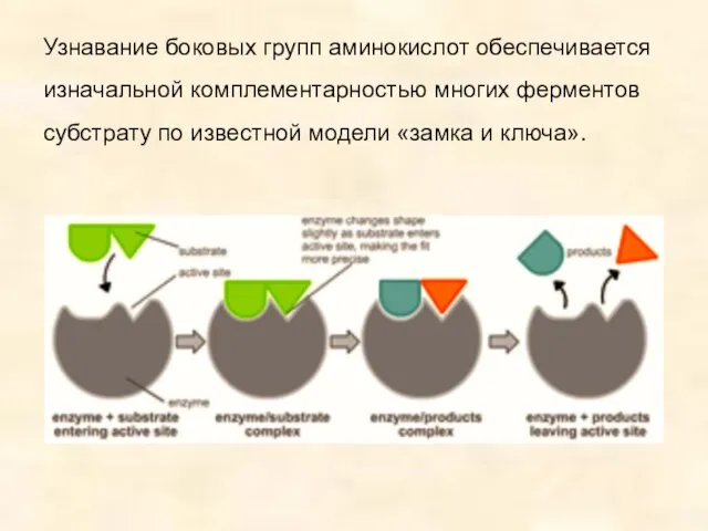 Узнавание боковых групп аминокислот обеспечивается изначальной комплементарностью многих ферментов субстрату по известной модели «замка и ключа».