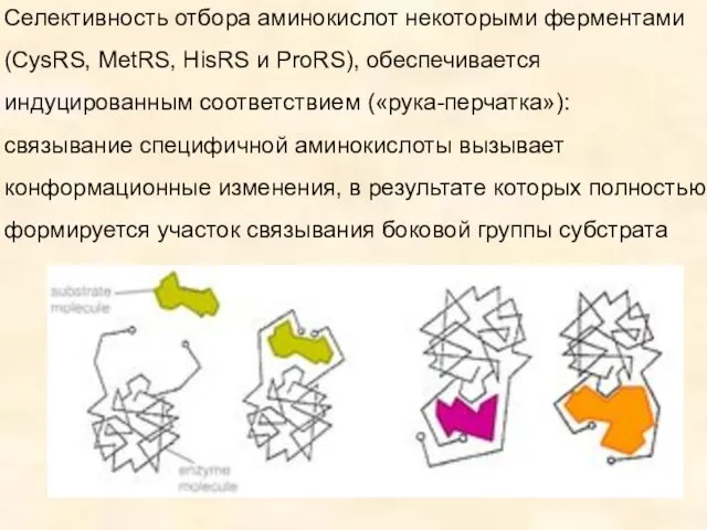 Селективность отбора аминокислот некоторыми ферментами (CysRS, MetRS, HisRS и ProRS),