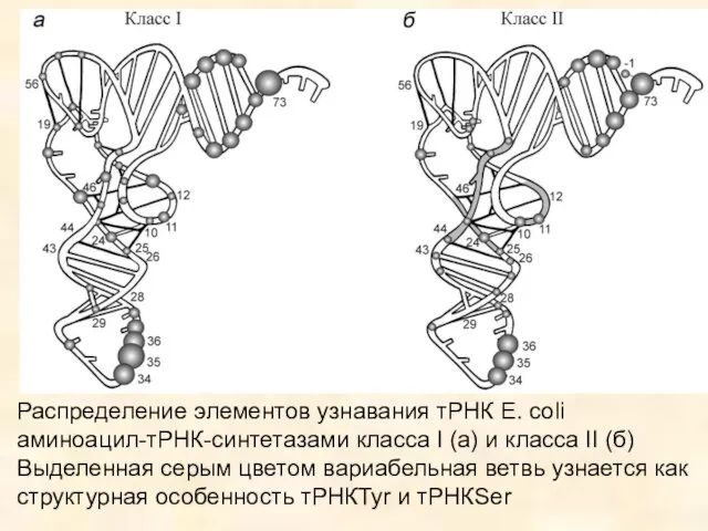 Распределение элементов узнавания тРНК E. coli аминоацил-тРНК-синтетазами класса I (а)