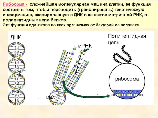 Рибосома - сложнейшая молекулярная машина клетки, ее функция состоит в