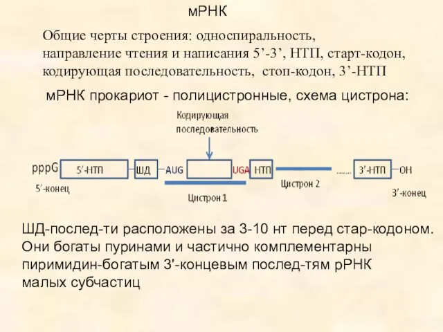 мРНК Общие черты строения: односпиральность, направление чтения и написания 5’-3’,