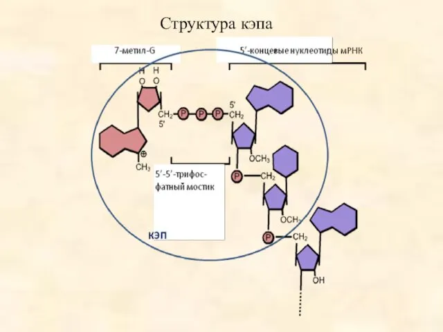 Структура кэпа