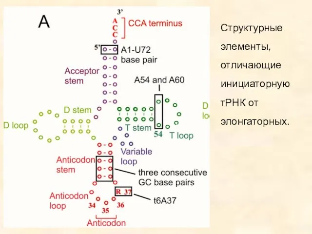 Структурные элементы, отличающие инициаторную тРНК от элонгаторных.