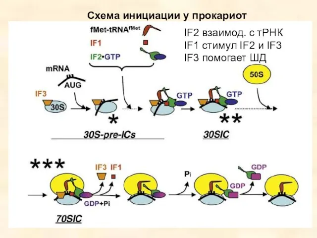 Схема инициации у прокариот IF2 взаимод. с тРНК IF1 стимул IF2 и IF3 IF3 помогает ШД