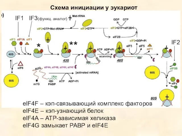 Схема инициации у эукариот IF1 IF3(функц. аналог) IF2 eIF4F –