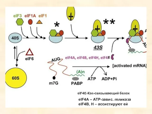 eIF4A – АТР-завис. геликаза eIF4B, Н – ассистируют ей E eIF4E-Кэп-связывающий белок