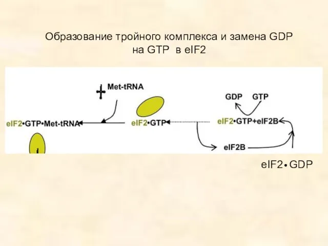 Образование тройного комплекса и замена GDP на GTP в eIF2 eIF2 GDP