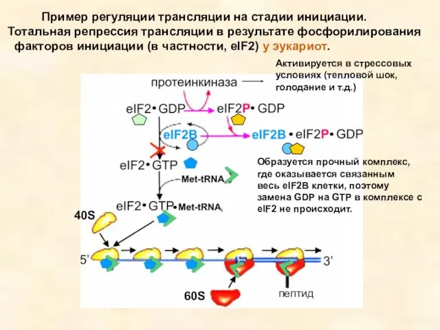 Активируется в стрессовых условиях (тепловой шок, голодание и т.д.) Образуется