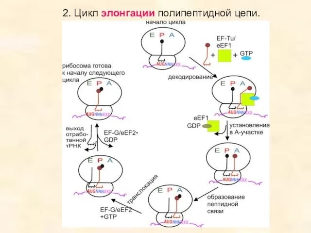 2. Цикл элонгации полипептидной цепи.