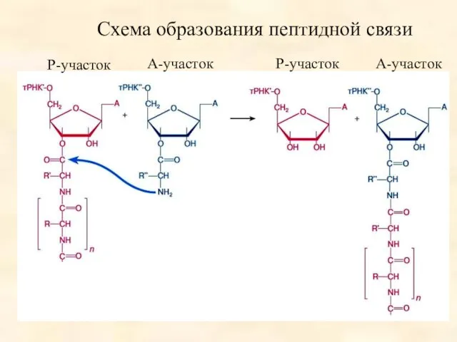 Р-участок А-участок Р-участок А-участок Схема образования пептидной связи