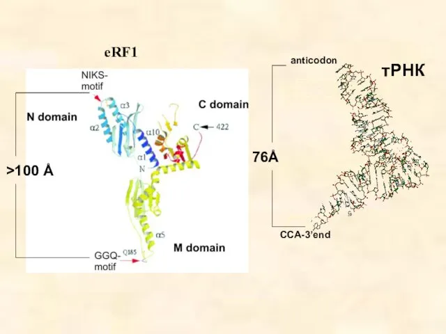 >100 Å anticodon CCA-3’end 76Å тРНК eRF1