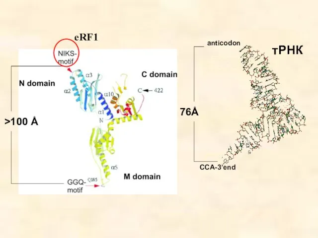 >100 Å anticodon CCA-3’end 76Å тРНК eRF1