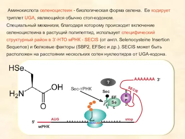 Аминокислота селеноцистеин - биологическая форма селена. Ее кодирует триплет UGA,