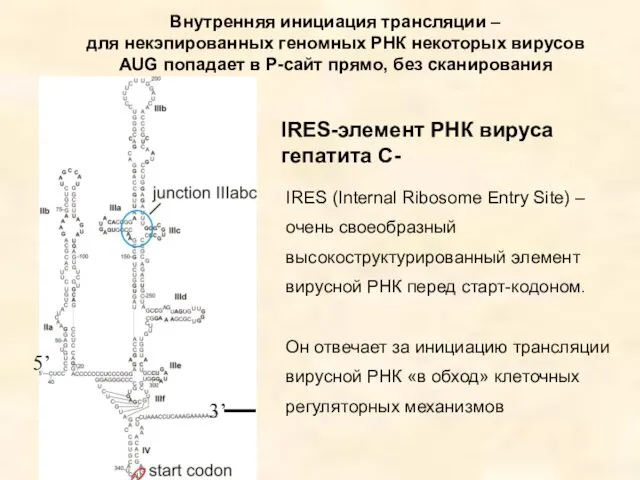 IRES-элемент РНК вируса гепатита С- IRES (Internal Ribosome Entry Site)