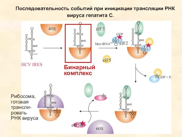 Последовательность событий при инициации трансляции РНК вируса гепатита С. Бинарный