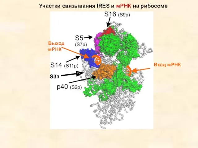 Вход мРНК Выход мРНК Участки связывания IRES и мРНК на рибосоме S3a