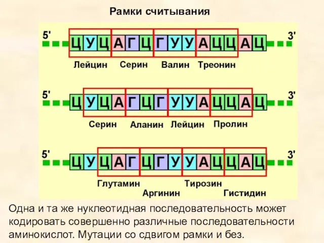 Рамки считывания Одна и та же нуклеотидная последовательность может кодировать