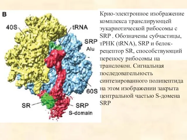 Крио-электронное изображение комплекса транслирующей эукариотической рибосомы с SRP . Обозначены